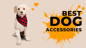 Dog Accessories