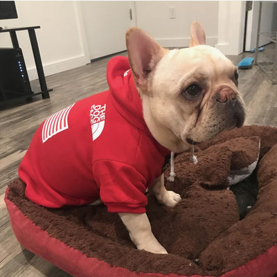 Warm autumn and winter dog clothes